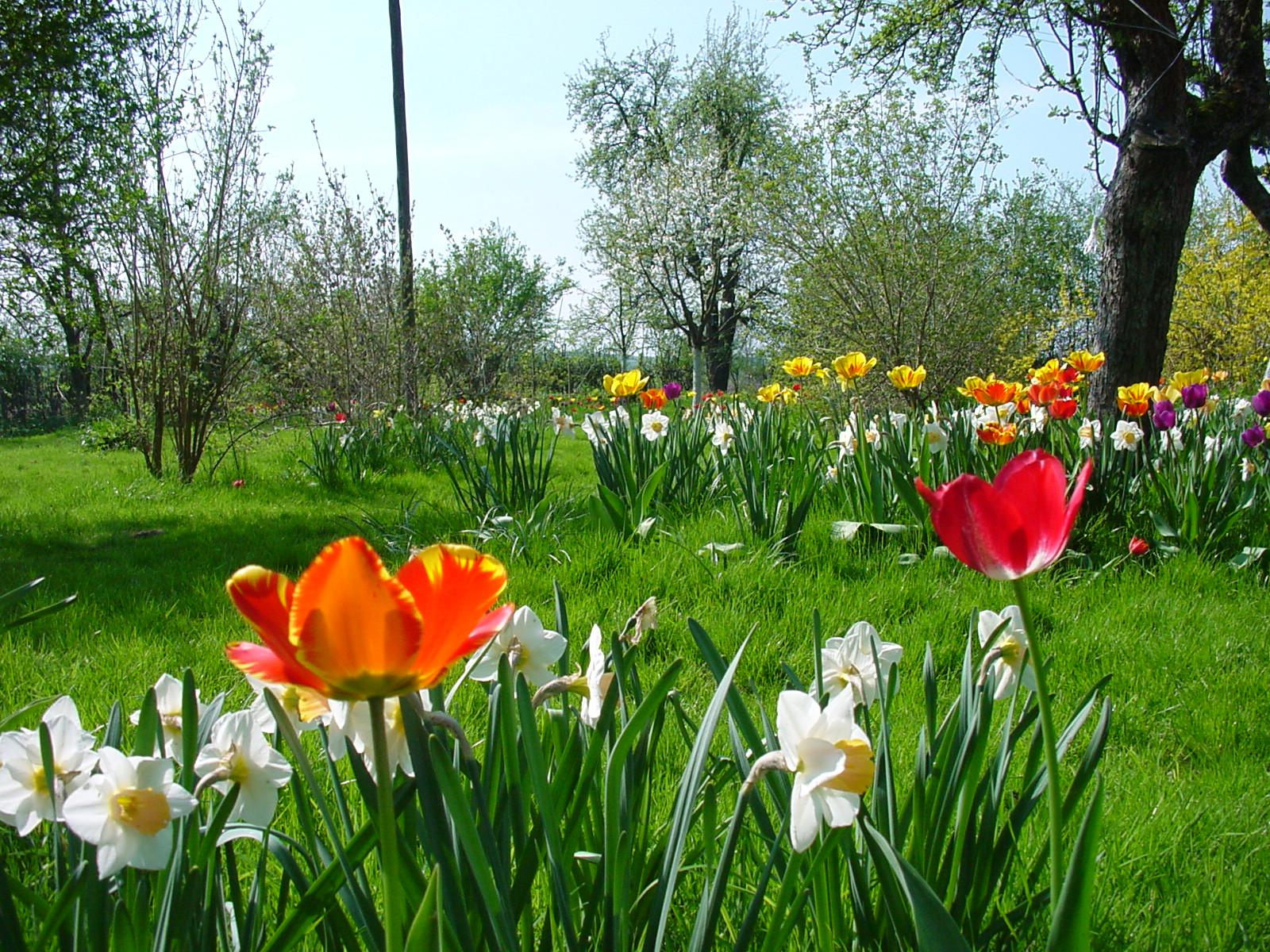 man sieht verschieden farbig blühende Tulpen und weiße Narzissen im Paradiesgarten