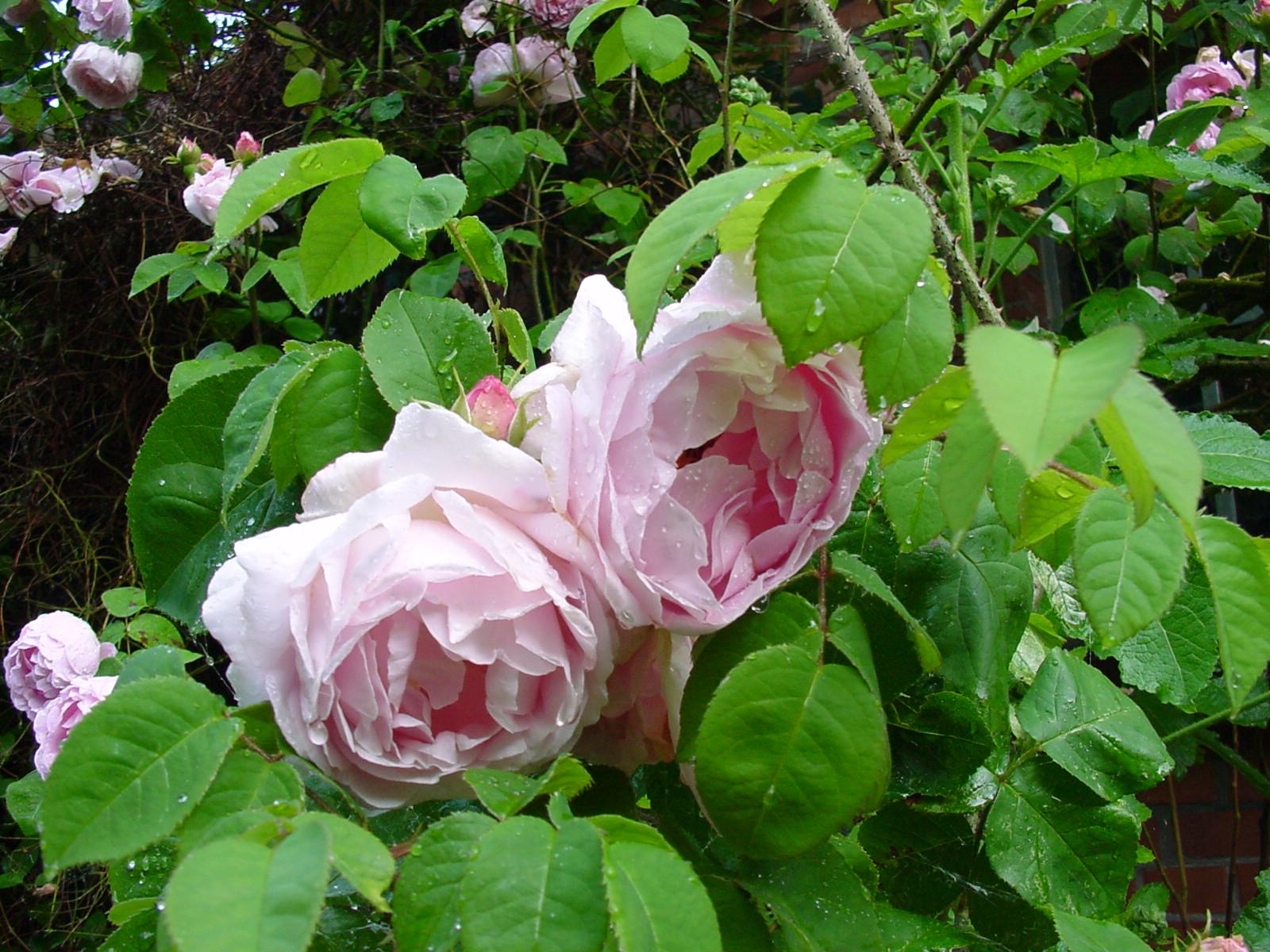 Das Bild zeigt eine historische Rose im Privelacker Paradiesgarten. Sie ist dicht gefüllt und aprikotfarben.