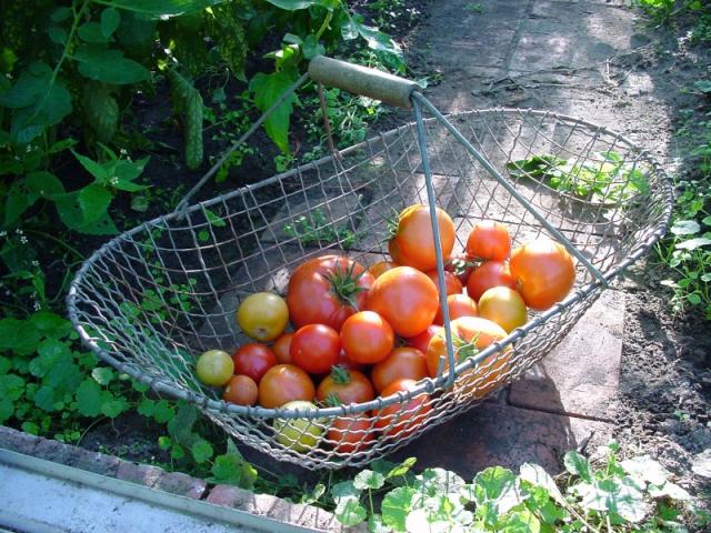 das Bild zeigt einen Erntekorb mit frischen Tomaten aus dem Privelacker Paradiesgarten