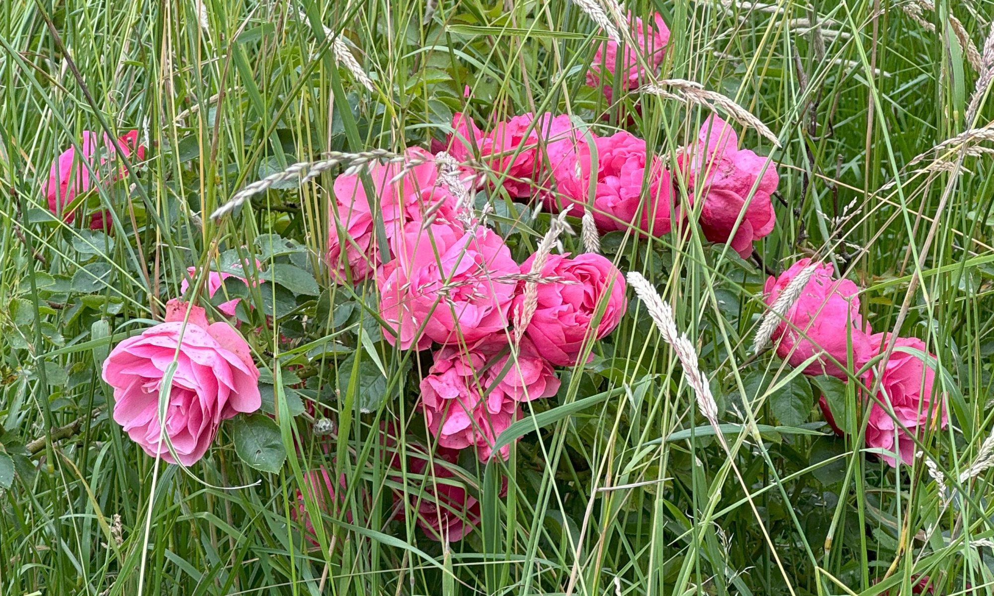 das Bild zeigt eine schöne Rose, dicht umwachsen von hohem Gras, die im versteckten Rosengarten im Privelacker Paradiesgarten wächst.