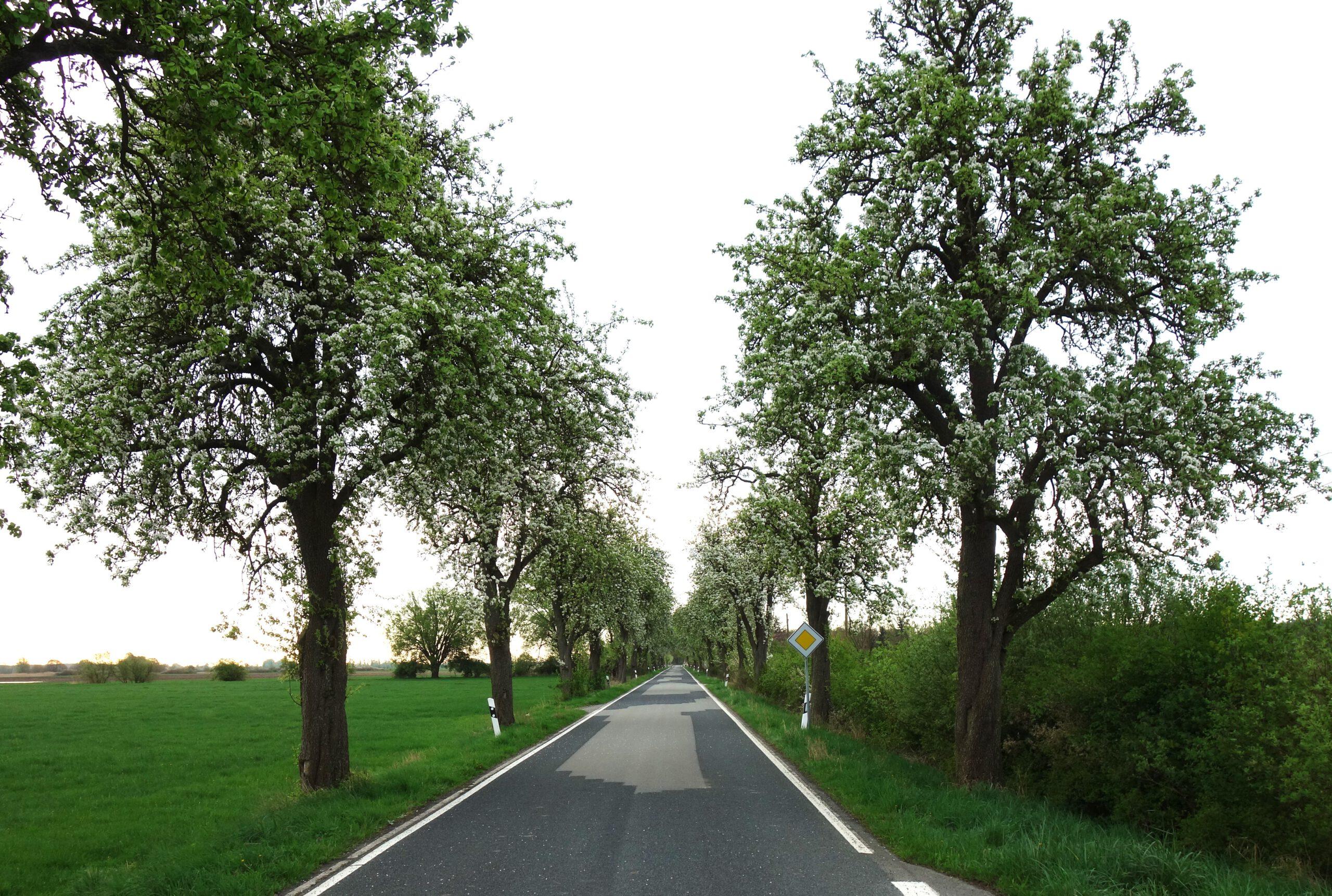 Bürgermeisterbirnenallee