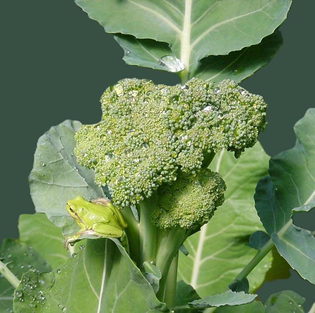 Laubfrosch auf Brokoli